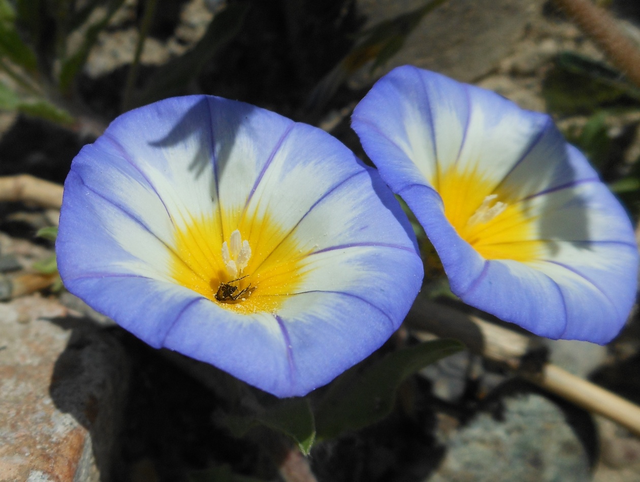 Convolvulus tricolor L. subsp. cupanianus / Vilucchio di Cupani